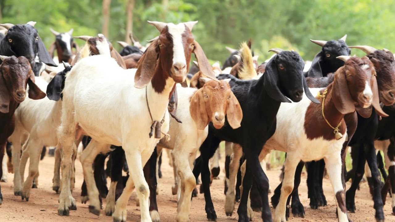 पशुपालको की होगी बल्ले बल्ले बकरी पालन के लिए मिलेंगी 90 % तक की सब्सिडी कम समय में हो जायेंगे मालामाल जाने पूरी प्रोसेस