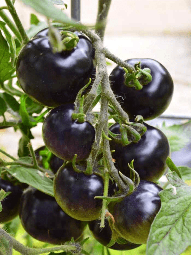 cropped-image-142.png