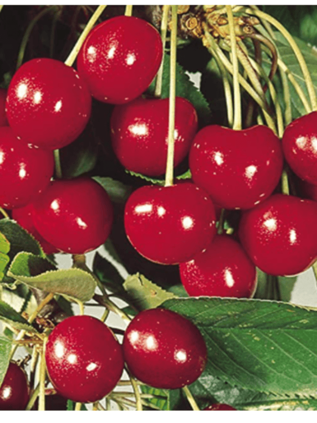 cropped-image-15.png
