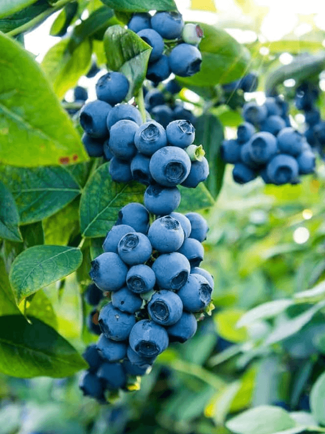 cropped-image-150.png