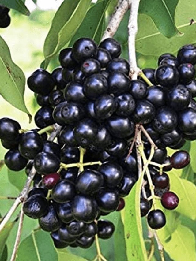cropped-image-155.png