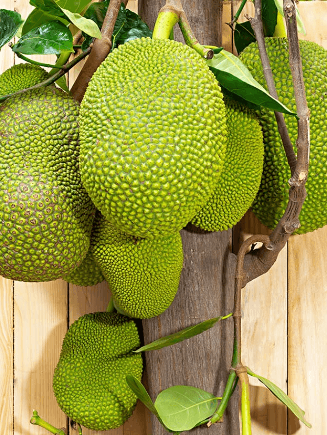 cropped-image-208.png