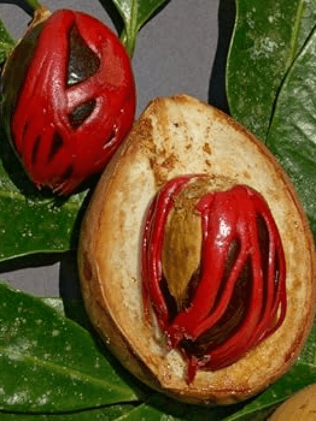 cropped-image-224.png