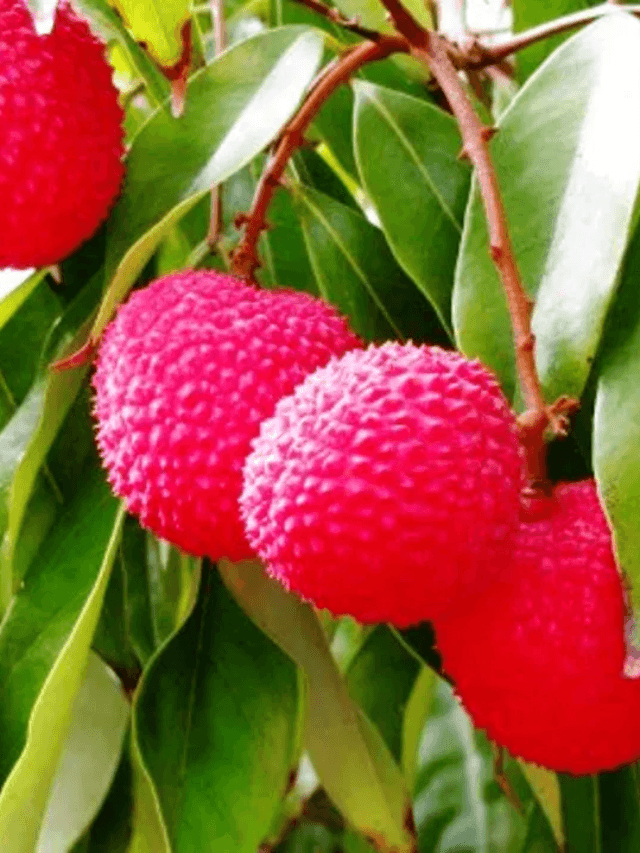 cropped-image-273.png