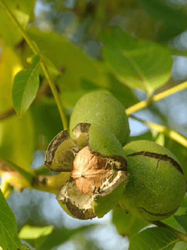cropped-image-312.png