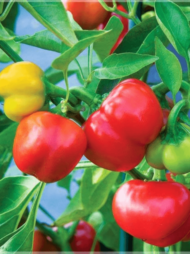 cropped-image-317.png