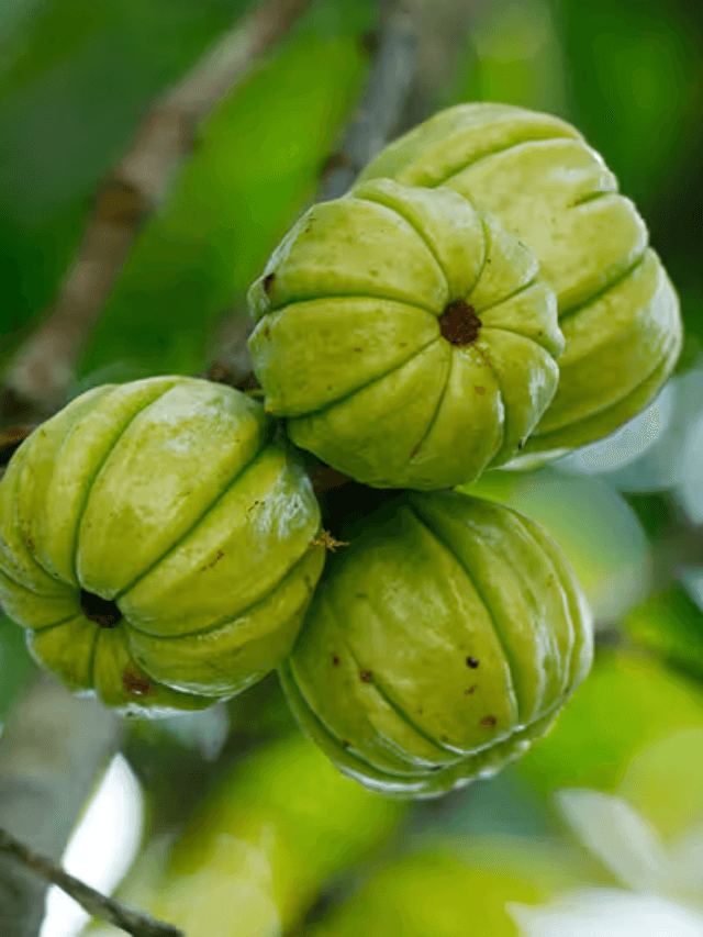 cropped-image-355.png