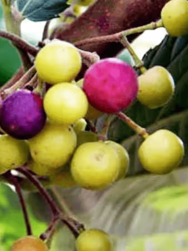 cropped-image-36.png
