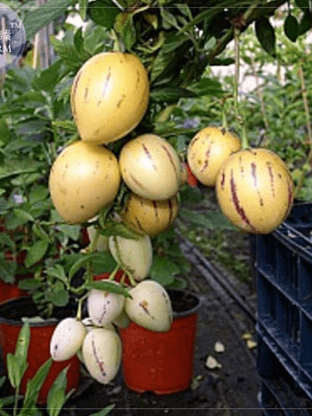 cropped-image-375.png