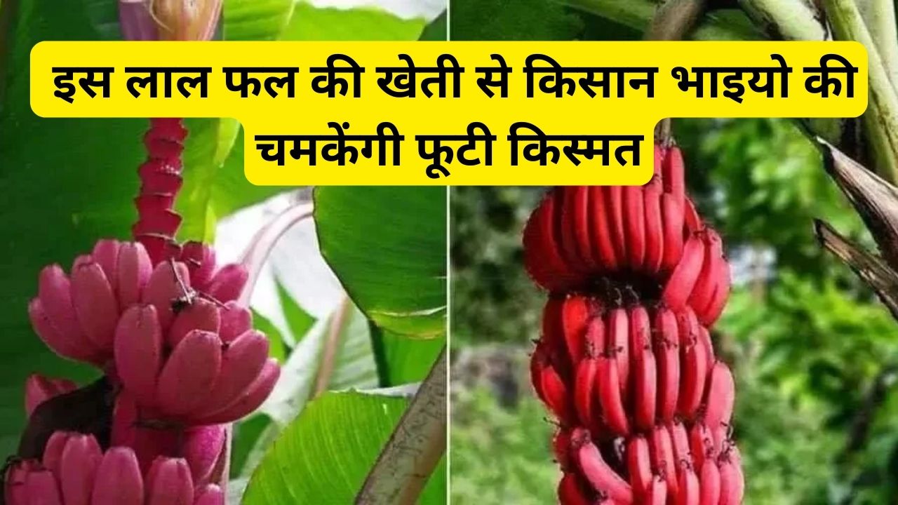 इस लाल फल की खेती से किसान भाइयो की चमकेंगी फूटी किस्मत एक बार कर ली खेती तो पैसो से भर जायेंगी डुल्ली