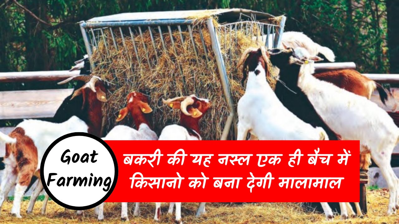 Goat Farming: बकरी की यह नस्ल एक ही बैच में किसानो को बना देगी मालामाल, कम लागत में होगा अधिक मुनाफा