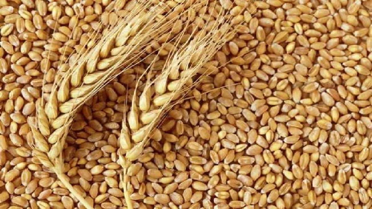 Wheat Price Today: गेहूं की बढ़ती कीमते देख लोग हो रहे परेशान, धड़ाधड़ बढ़ रहे गेहूं के रेट