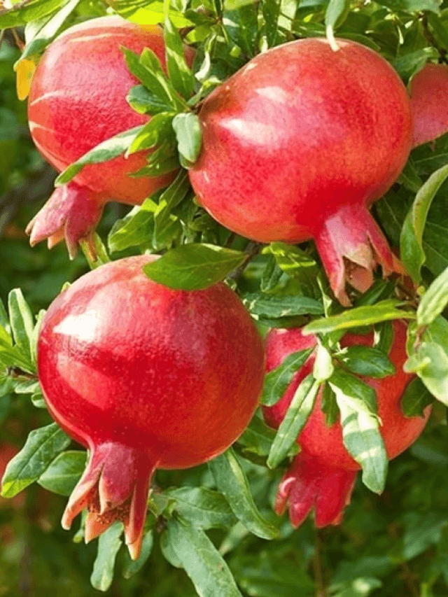 cropped-image-113.png