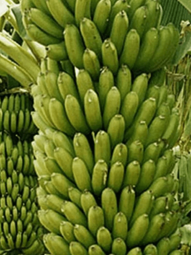cropped-image-207.png