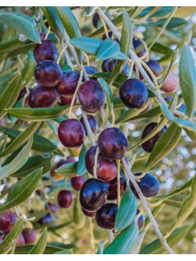 cropped-image-317.png