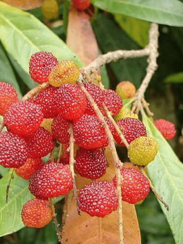 cropped-image-377.png