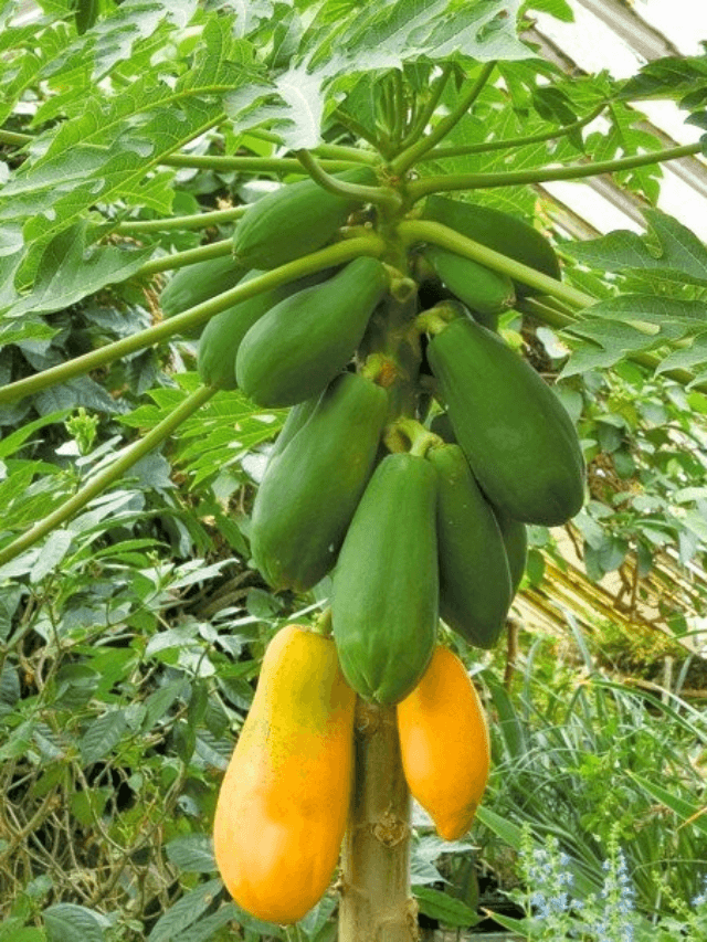 cropped-image-391.png