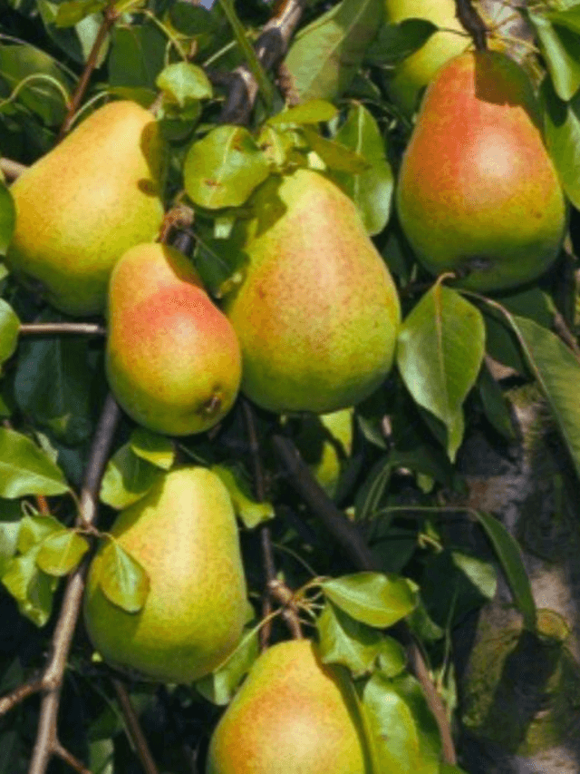 cropped-image-410.png