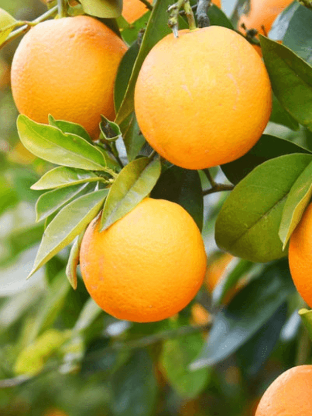 cropped-image-448.png