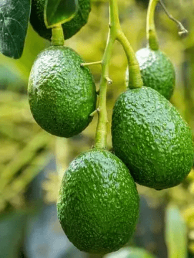 cropped-image-479.png