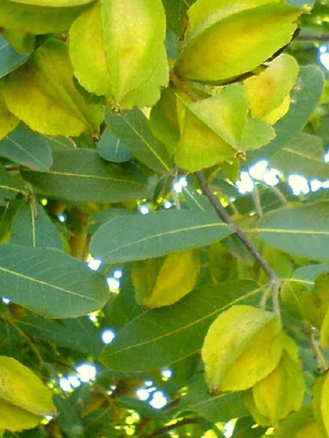 cropped-image-494.png