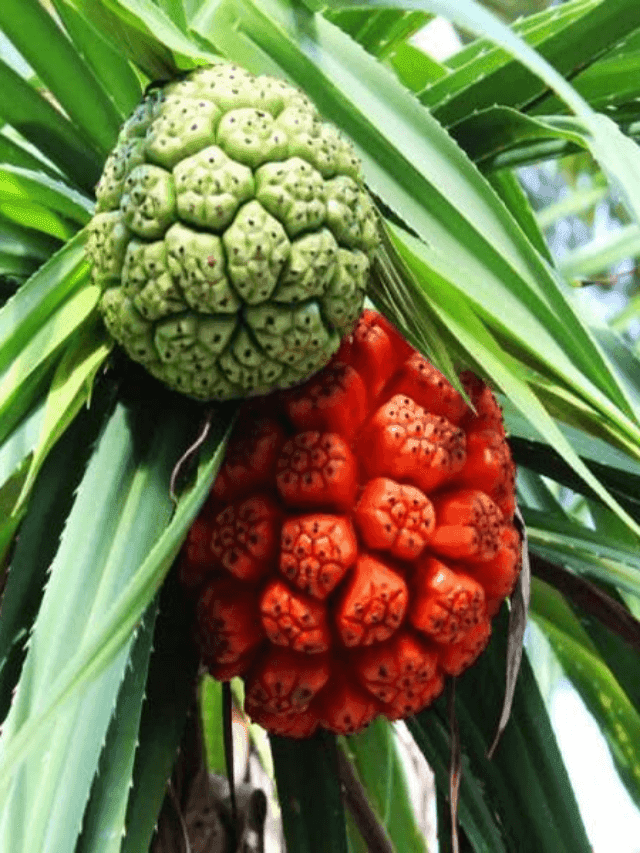 cropped-image-632.png