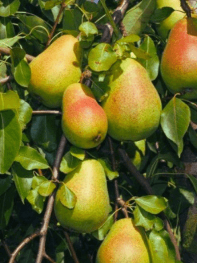 cropped-image-67.png