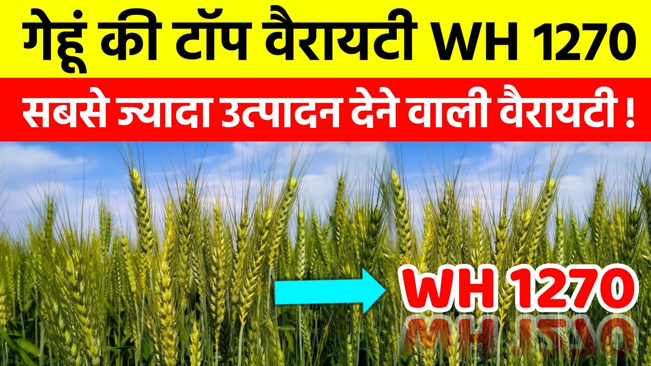 Best Wheat Variety: गेहूं की नई किस्म WH 1270 देगी अत्यधिक पैदावार, एक बार बोवोगे और बार आएगी याद